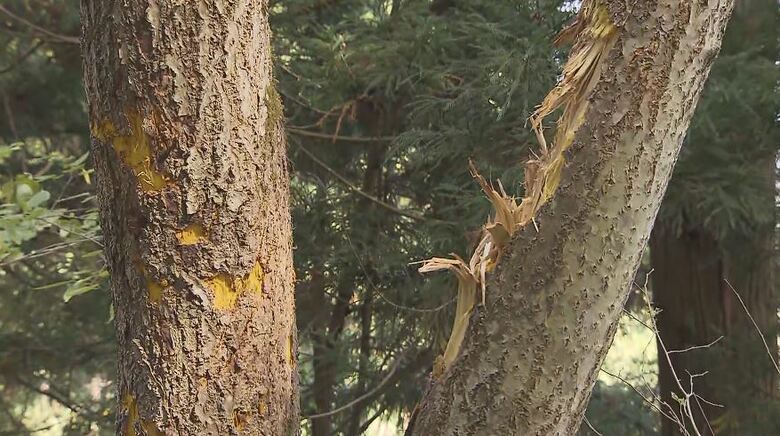 クマの爪のあと（長野県飯山市　10月）