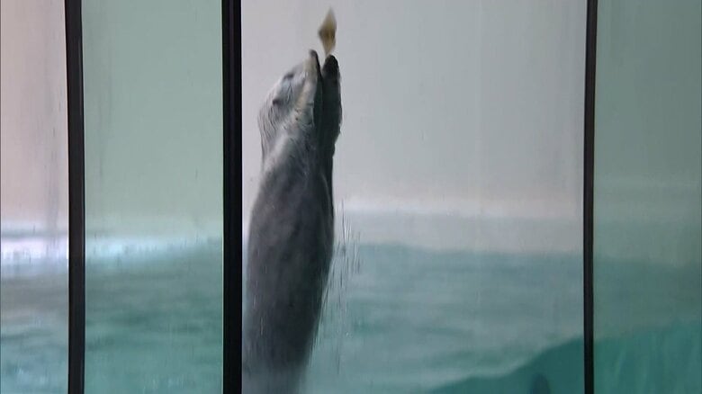 鳥羽水族館のラッコ
