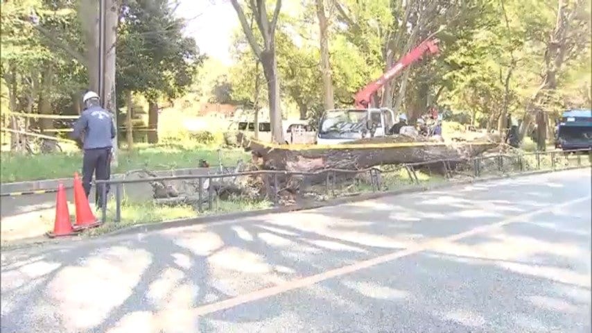 東京と埼玉で強風の影響か　砧公園で4回目の倒木コナラなど3本倒れる　さいたま市でも桜が根元から折れる