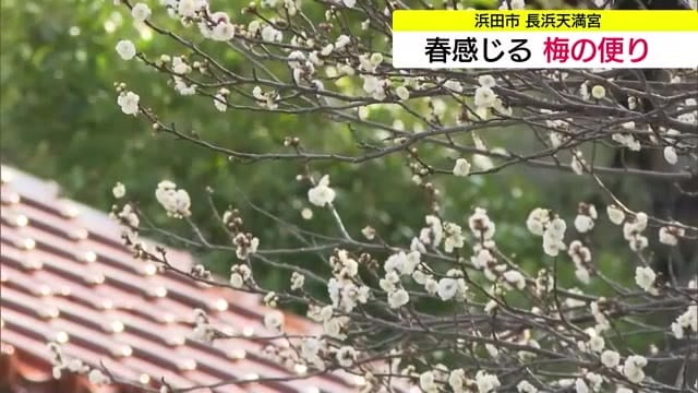 梅の開花発表　松江市で平年より5日・去年より31日早く　浜田市の神社でも白梅がほころぶ（島根）
