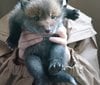 “子犬”を保護したはずが…飼い主を…