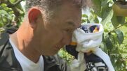 ｢許せない… 2年連続で… もうナシの栽培は辞めます｣ 今夏も農園のナシ5000個が盗まれる 被害額は約200万円に 【福岡発】