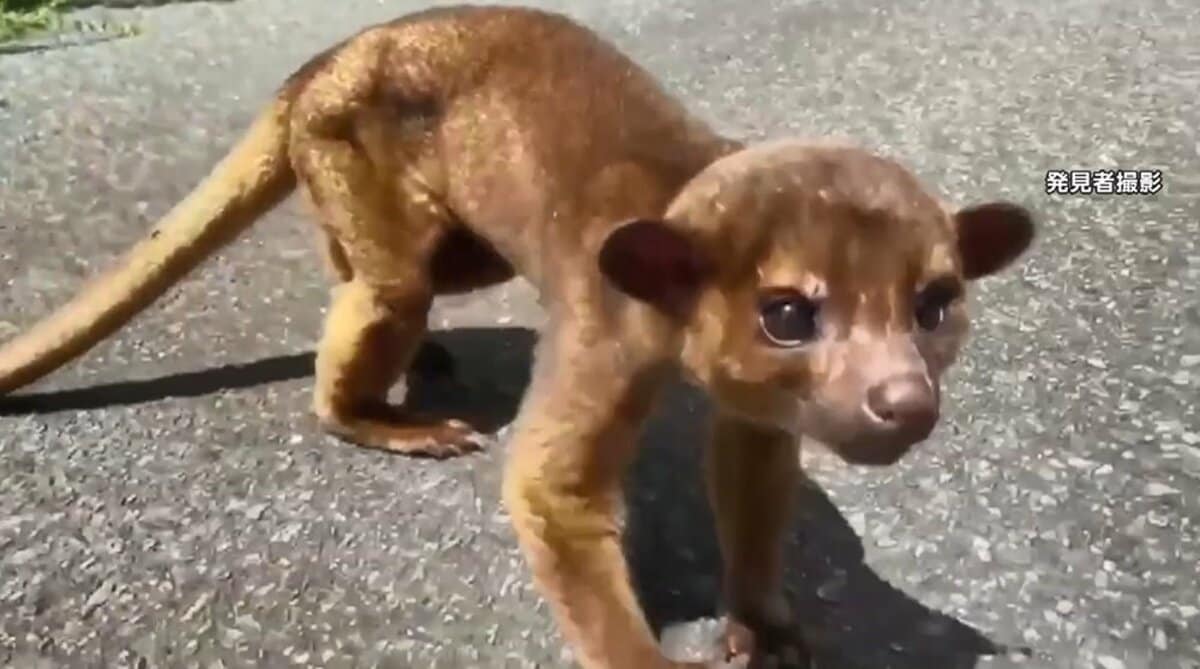 めっちゃついてくるやん 林道で遭遇した謎の動物 キンカジュー とは 人になつくが注意点も Fnnプライムオンライン