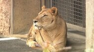 多摩動物公園でライオンの展示きょうから再開　熱中症で3頭死ぬ、多臓器不全か　日陰増やし大型送風機で再発防止へ