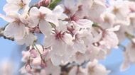 【速報】京都市で桜が開花　近畿で一番最初に“開花宣言”　平年より3日早く去年より4日早い開花　二条城のソメイヨシノが開花