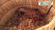 「昔はもうちょっと獲れた」　和歌山・串本町で秋の味覚「イセエビ」漁が解禁　水温上昇などで不漁続く