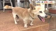 台風一過　大東犬も元気に駆け回る　短い足とガニ股の理由とは