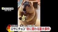 「少量でも死に至る可能性」人気小動物「マーモット」カフェで客が有害なチョコ食べさせる事件　エサのキャベツに隠し与えたか?大阪・守口市