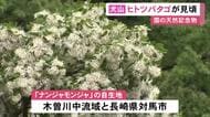“ナンジャモンジャ”の名前で知られる…国の天然記念物『ヒトツバタゴ』の自生地・愛知県犬山市で白い花が見頃迎える