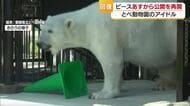 とべ動物園のアイドル・ホッキョクグマのピース　７日から一般公開を再開　たくさんのエールに感謝【愛媛】