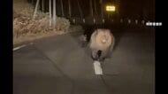「怖い…襲われる」北海道の夜道でヒグマ突進　車内はパニック　「外出控えて」秋田でクマが銀杏狙いイチョウの木を垂直急降下