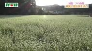 国境の島・対馬でソバの花が見ごろ...白いじゅうたんのように畑一面に咲き誇る 「対州ソバ」の収穫は11月中旬から下旬に 