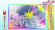 みつけタグラム 春色!お花畑は「手水場」【愛媛】