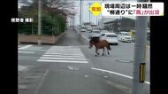 えっ!車道に馬?「車の横をすごい勢いで・・・」