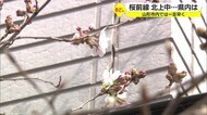 桜前線北上中…山形県内は　山形市内では咲き始めたところも