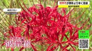 益田市で彼岸花が見ごろ 夜はライトアップも(島根・益田市)