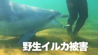 “かみつきイルカ”3年間で53人が被害　福井県が対策に本腰　GPS取り付け位置情報を把握するシステム開発へ　