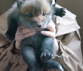 “子犬”を保護したはずが…飼い主を探すためTwitterに投稿すると「キツネでは?」