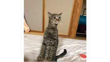 「正座をする猫」がいた…どんな状況?どの猫もできる? 飼い主と専門家に聞いた