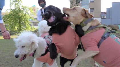 大型犬の「激しすぎる女子会」に記者が潜入！おそろいの服でぶつかり合う様子がかわいくて迫力満点【福井発】