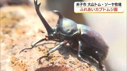 子どもたちに人気！「ふれあいカブトムシ園」オープン　世界最大級・ヘラクレスオオカブトも展示（米子市）