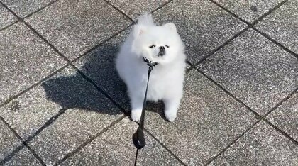 散歩拒否中の犬が“ある言葉”を掛けられ、しっぽ振り振り再開！愛くるしい姿にメロメロ…理由を飼い主に聞いた