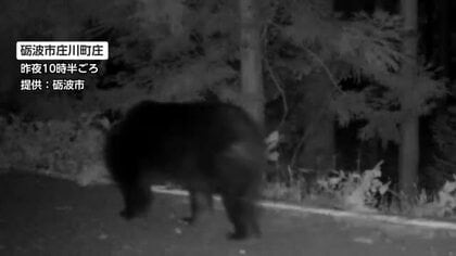 AIカメラに成獣とみられるクマ　砺波市庄川町の舗装路を歩く