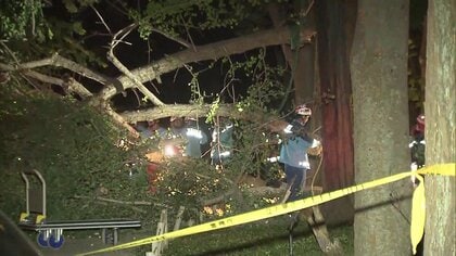 落ちてきたイチョウの枝の下敷きになり30代とみられる男性死亡…直径約30センチの複数の枝が落下　東京・日野市
