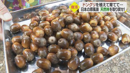 ドングリを植え育て「天然林」を取り戻せ　災害リスク減へ…次世代につなぐ“自然を循環させる”意識【愛媛発】