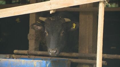 牛もびっくり!? 牛舎に“痩せた”ツキノワグマ侵入… 仕事中の女性が目撃｢牛と一緒にエサを食べていた｣