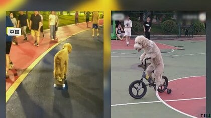 【芸達者】中国の天才犬「来福」　自転車を巧みに乗りこなす　スケボーもわずか5日でマスター　子どもにまぎれても違和感なし