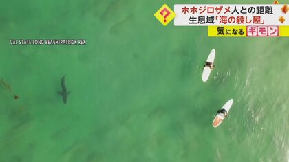 【”海の殺し屋”ホホジロザメ】人との距離「近いところで2m」　映画「ジョーズ」の様な被害ない　カリフォルニア州立大