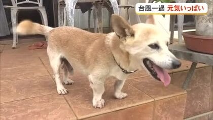 台風一過　大東犬も元気に駆け回る　短い足とガニ股の理由とは