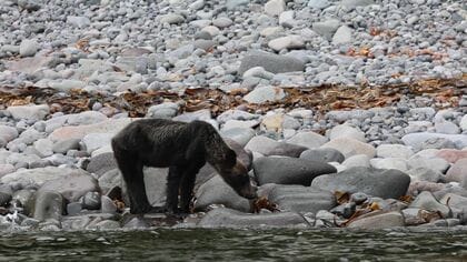 痩せたクマが市街地に出没 例年なら冬眠している時期なのに…背景に極端な餌不足 このまま冬眠に入ると“餓死”も
