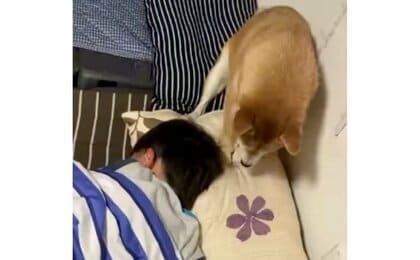 枕元で“高速ホリホリ”する柴犬vs絶対に起きない男の子…決着はついたのか飼い主に聞いた