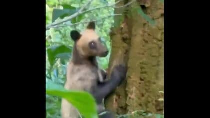 【各地でクマとの遭遇】八雲町では木から降りてくるクマ_札幌市西区の三角山では夜の登山＝ナイトハイクで20代男性に約10ｍまで近づくクマ〈北海道〉
