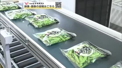 採れたてのエダマメを全国へ　JAあきた湖東、今シーズン第一便を発送　秋田・八郎潟町