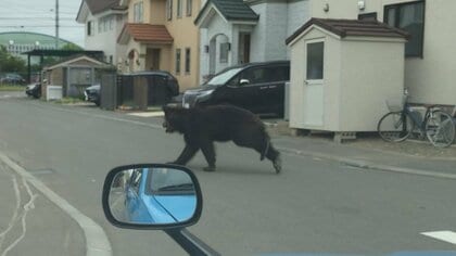 “総延長100キロ”ヒグマ侵入を防ぐ「電気柵の長城」構想―住宅街に出没し4人負傷…3年たち模索し始めた“すみ分け”