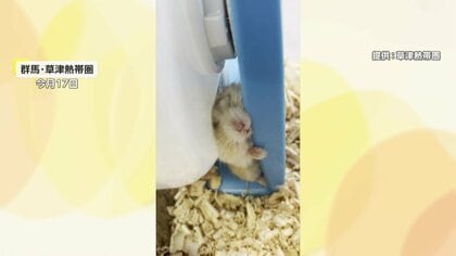 “立ち寝”する爆睡ハムスター！回し車と土台に挟まれムニャムニャ…「狭い所で寝るのが好き」独自の習性も関係か　群馬・草津熱帯圏