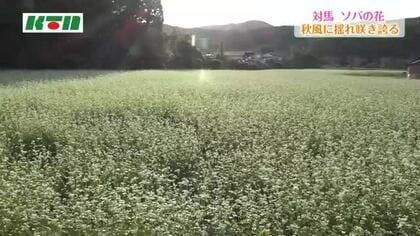 国境の島・対馬でソバの花が見ごろ...白いじゅうたんのように畑一面に咲き誇る 「対州ソバ」の収穫は11月中旬から下旬に 