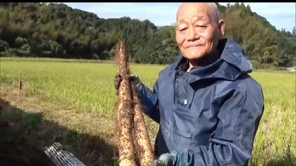 ねばりが強く栄養価高い　延岡市北方町特産　自然薯の収穫始まる