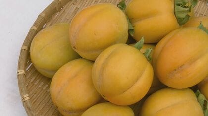 【異変の秋】夏の猛暑と長引く残暑で…収穫量が半減し旬の味覚がピンチ　「葉焼け」で紅葉スポットに広がる懸念