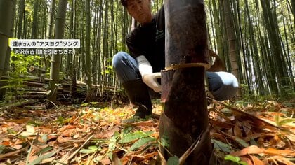 放置竹林でメンマ製造 荒れ果てた「厄介者」を“美味しく”整備 きっかけ