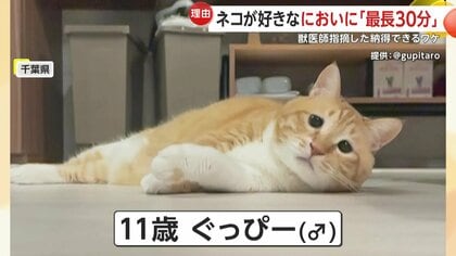 猫 靴 の ストア 匂い