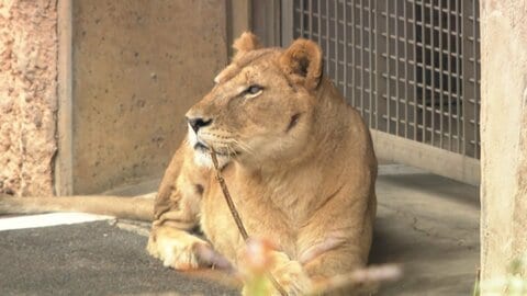 多摩動物公園でライオンの展示きょうから再開　熱中症で3頭死ぬ、多臓器不全か　日陰増やし大型送風機で再発防止へ