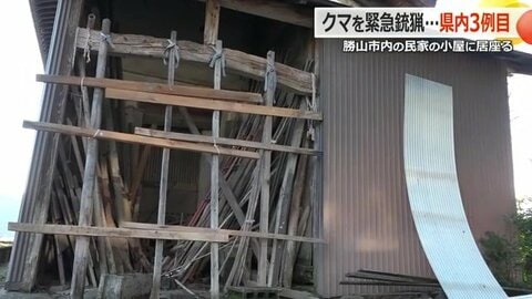 クマが30センチの距離に…「心臓がバクバクした」　民家敷地内の小屋に居座ったクマを駆除　福井で3例目の緊急銃猟