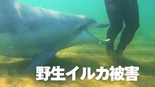 かみつきイルカ”3年間で53人が被害 福井県が対策に本腰 GPS取り付け