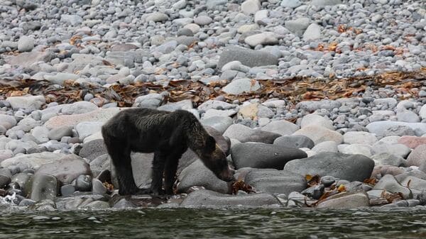 痩せたクマが市街地に出没 例年なら冬眠している時期なのに…背景に極端