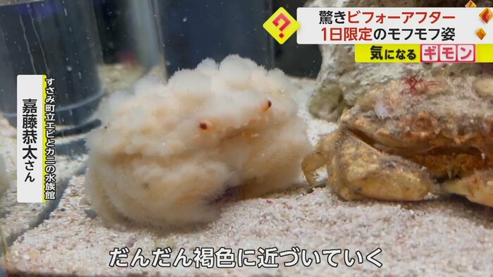 (すさみ町立エビとカニの水族館)