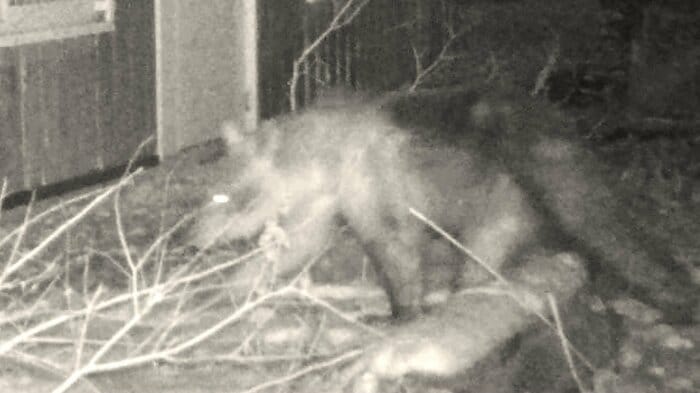 円山動物園にヒグマ侵入